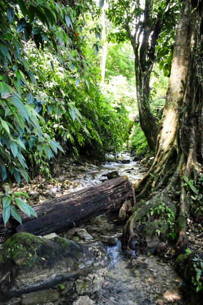 A powerful tree with massive, thick roots weaving through the rocks and stones of the ancient Maya ruins in Palenque, Mexico. The roots have become entangled with the centuries-old structures