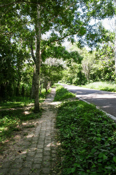 istock A road covered in dappled sunlight, with a dirt footpath on the side, winds through the jungle between the hotels and ruins of Palenque, Mexico 2182008046
