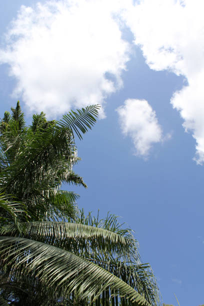 Green palm tree fronds against a blue sky with clouds background