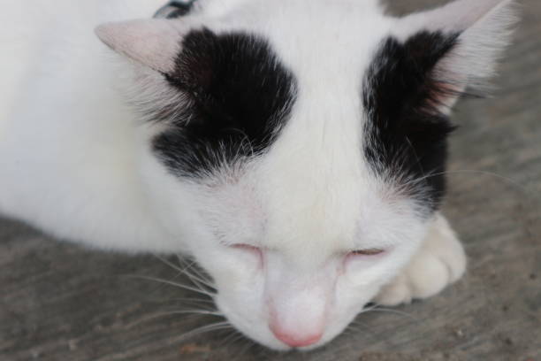 black and white cat lying on the floor