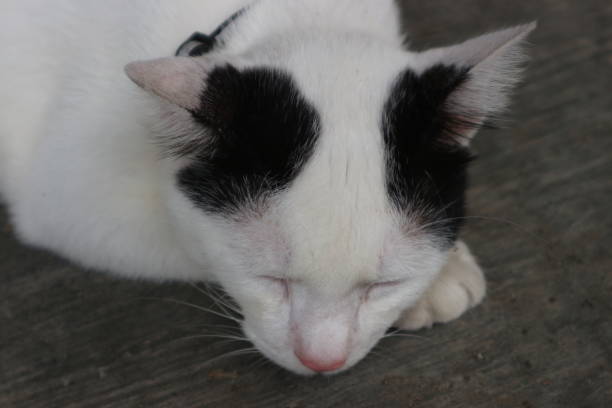 black and white cat lying on the floor