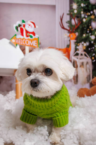 Beautiful Christmas photo session on stylish Maltese dog in professional studio
