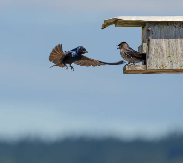 istock Iridescent Purple Martins Near Their Nesting Box 2182016750