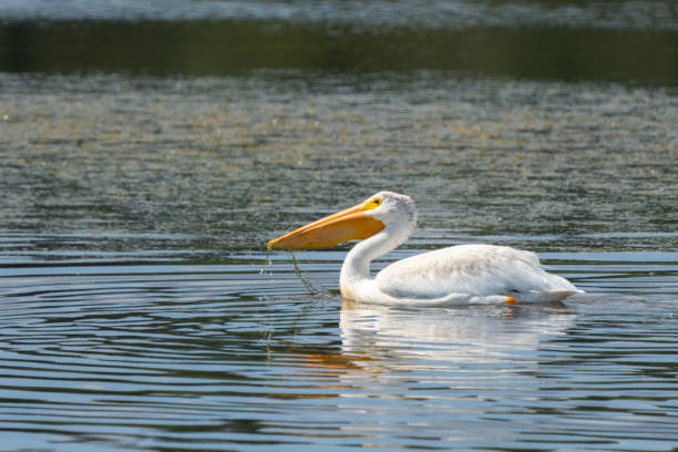 istock American White Pelican Forages on a Marsh Pond 2182016777