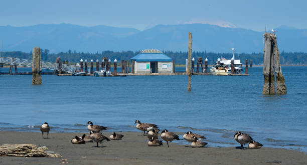 Canada Geese Rest on Jetty Island in Everett Washington