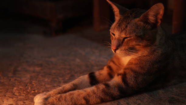 istock tabby cat relaxing near the fireplace 2182018954