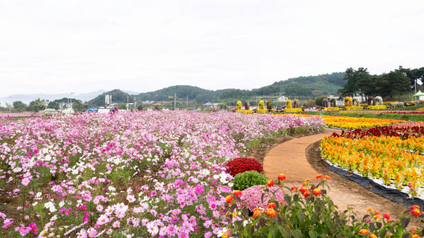 istock Red Cosmos Flower Field 2182020000