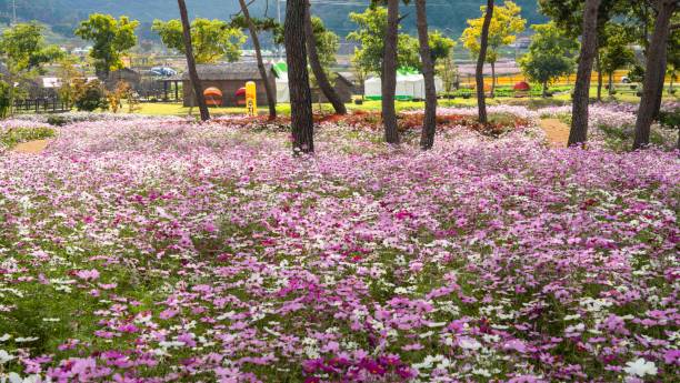 istock Red cosmos flower field in pine forest 2182020957