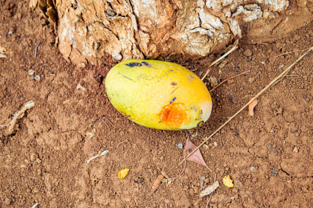 Mango or scientifically Mangifera indica, is a tropical fruit that is very popular in the world, including Indonesia. manggo on ground. Focus on mango. Noisy. Exposure. Similar others