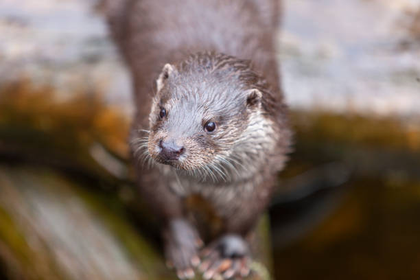 istock European Otter (Lutra lutra) in natural habitat 2182021573