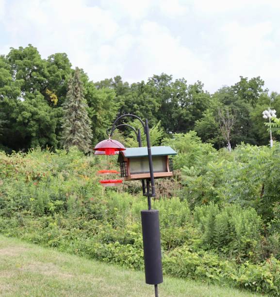 istock Birdhouses in the Park 2182021577