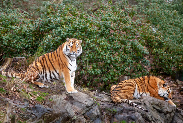 istock Two Siberian tigers (Panthera tigris altaica) endangered animals in zoo 2182021581
