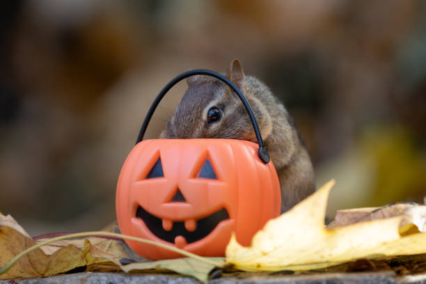 Cute little Eastern Chipmunk (Tamias Striatus) checks out pumpkin treat pail for Halloween treats