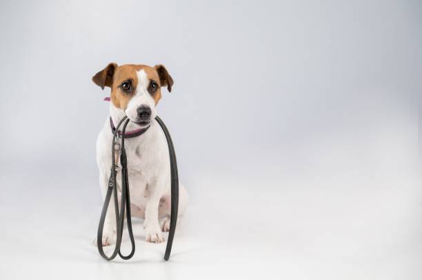 istock Jack russell terrier dog holding a leash on a white background. 2182025292