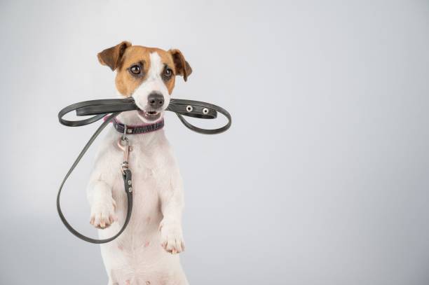 istock Jack russell terrier dog holding a leash on a white background. 2182025641
