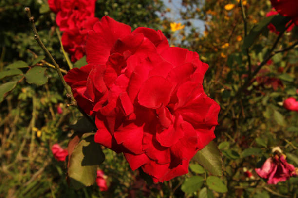 Red roses in the botanic garden.