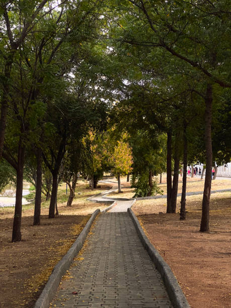 istock A road in a park surrounded by trees. 2182026564