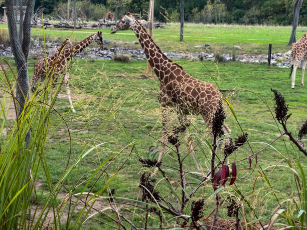 istock Two beautiful brown and white colored African giraffes 2182026649