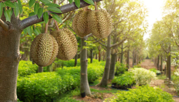 Durian fruit in fruit orchard stock photo