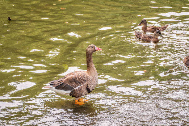Greater White-fronted Goose (Anser albifrons) standing on the green shore of the pond. The greater white-fronted goose is migratory, breeding in northern Canada, Alaska, Greenland and Russia