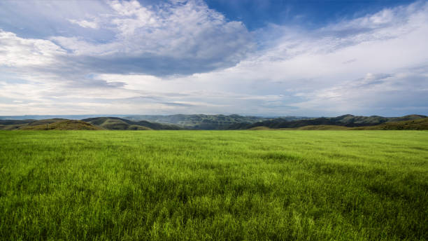 Meadow field with mountain range with blue sky and clouds in the background