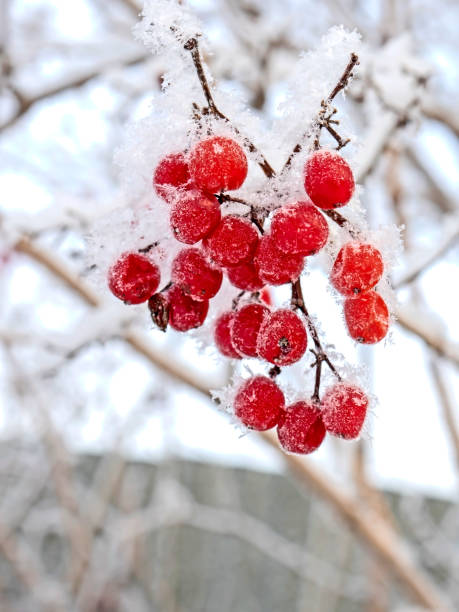 istock red frozen viburnum berries covered with snow 2182029895