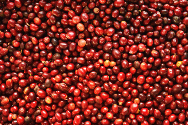 istock close up of fresh coffee beans 2182030726