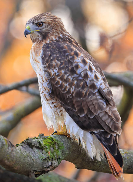 istock Red-tailed Hawk perched on a branch tree in the forest, Quebec 2182032267