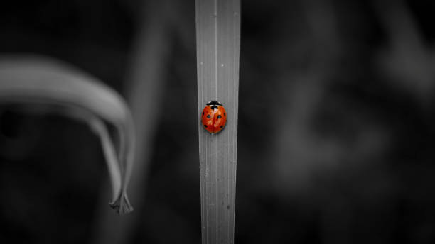 istock A Spot of Red 2182032846