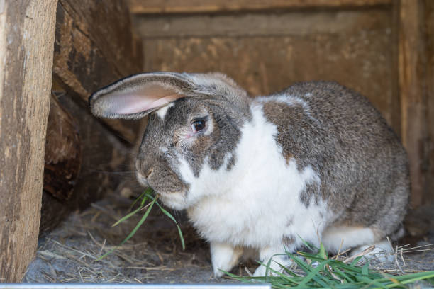 istock House Rabbit Care Behavior in October in Romania, 2024 2182034361