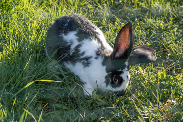 istock House Rabbit Care Behavior in October in Romania, 2024 2182034423