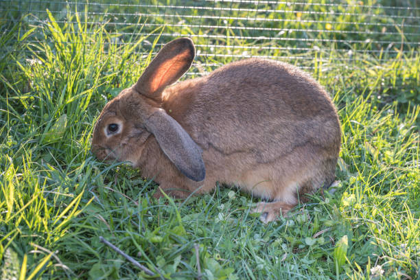istock House Rabbit Care Behavior in October in Romania, 2024 2182034564