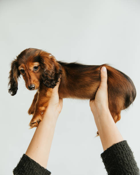 istock Longhaired dachshund puppy 2182035266