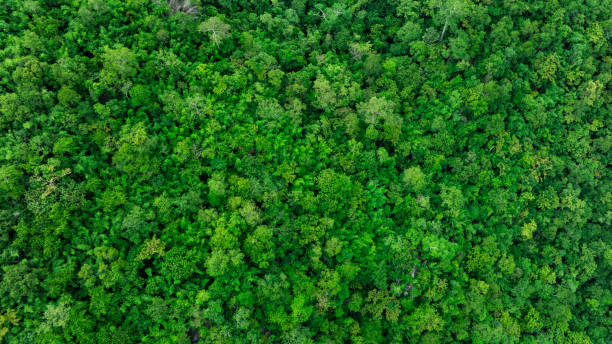 istock aerial view of mixed forest, green deciduous trees with mist clouds. The rich natural ecosystem of the rainforest concept is about conservation and natural reforestation 2182035348