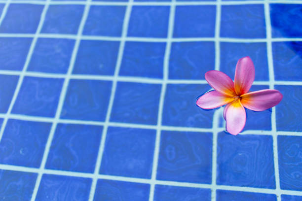 Close up of an unrecognisable persons hand in blue water holding little white flowers in her palm. She is dipping her hand into a swimming pool while on holiday in Montauban, Toulouse South of France.