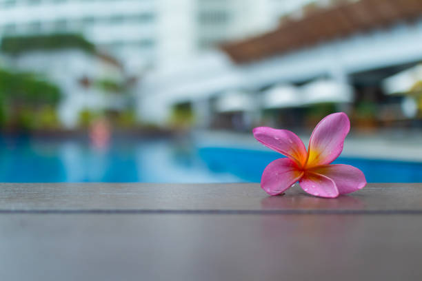 Pink plumeria flower covered in water droplets, resting by the pool with a soft focus background.