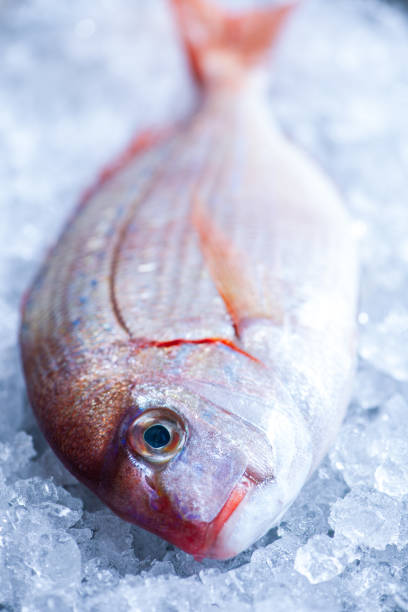 istock Fresh Red Sea Bream on Ice Bed Close-Up 2182037139