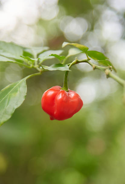 red chili pepper growing in garden, closeup of hottest spice with wrinkled or dimpled skin flavor culinary ingredient, soft focus with copy space