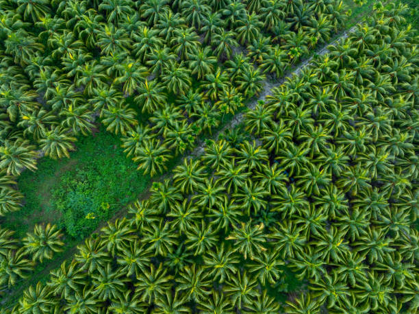 istock Aerial view of coconut trees field 2182038479