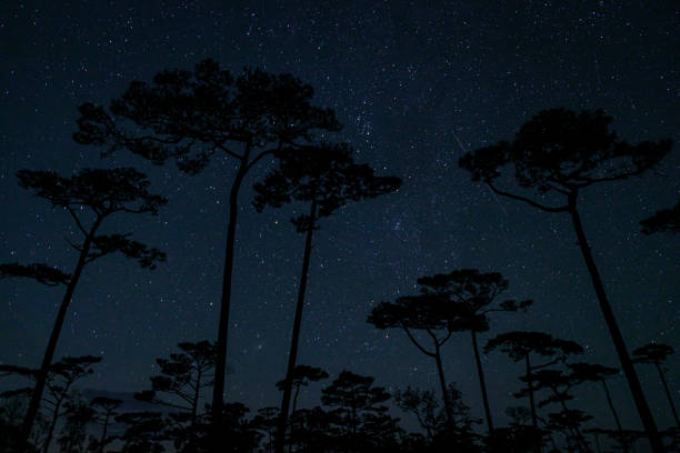 istock Night sky with stars at pine tree forest , Phu Soi Dao National Park, Uttaradit, Thailand 2182040123