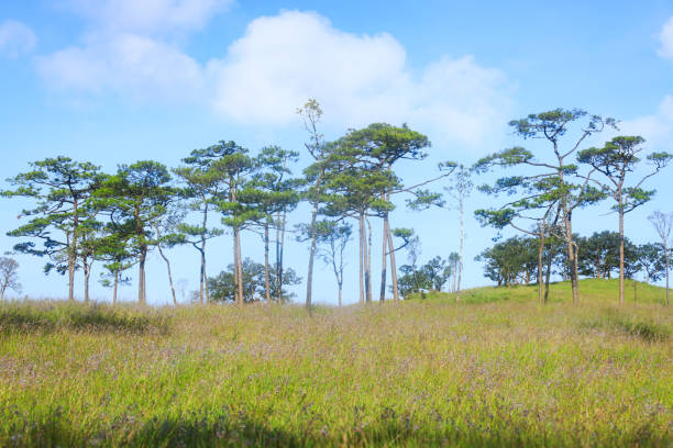 Pine tree forest at Phu Soi Dao, Phu Soi Dao National Park, Uttaradit, Thailand