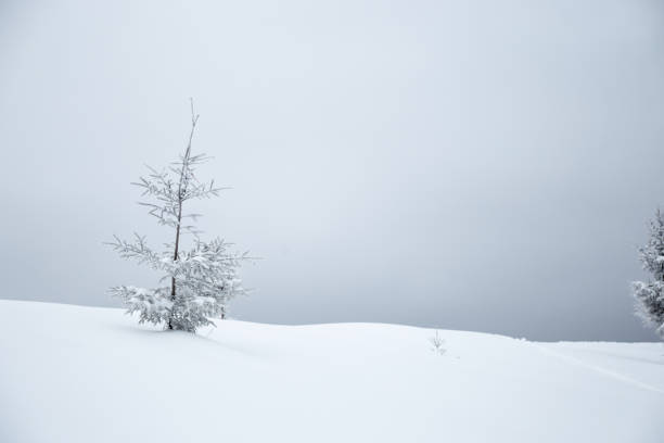 istock Snow-covered landscape with a solitary tree under a gray sky in winter scenery. Carpathian Mountains, Ukraine 2182042109