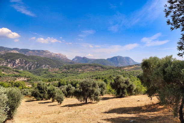 View From The Chapel Santuari De La Consolacio To A Group Of Almond Trees Mallorca On A Wonderful Sunny Spring Day