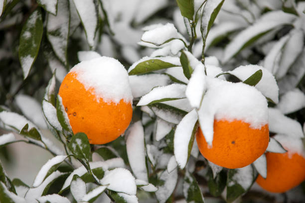 istock This is the appearance of a tangerine buried in snow. 2182043607