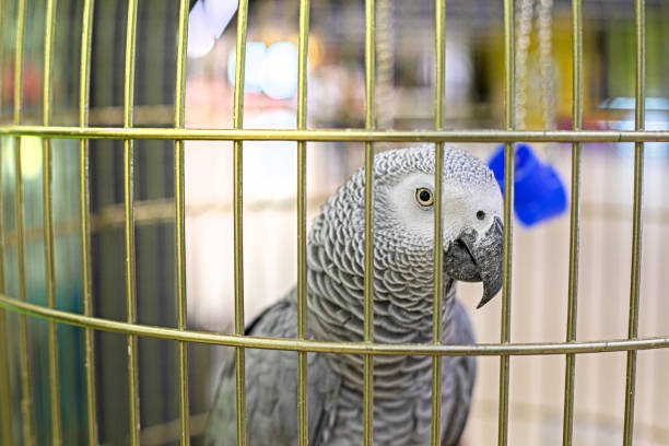 gray parrot looks through a cage. Bird protection