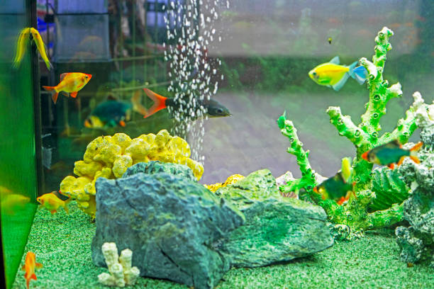 multicolored fish in a stylish aquarium in the interior