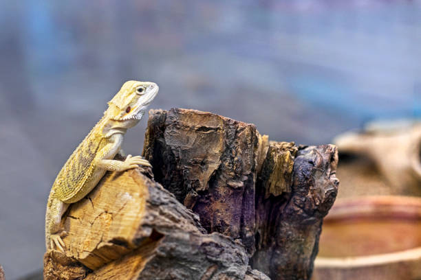 istock chameleon sits in a terrarium. Caring for amphibians 2182046222