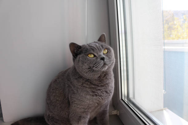 istock Blue British cat sits on a white windowsill near the window 2182047122