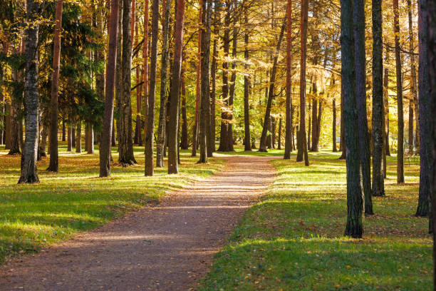 Autumn in the forest. A sandy path for walking among beautiful trees.