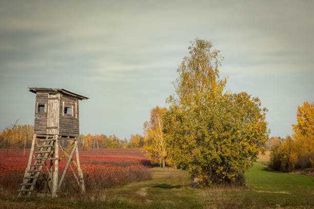 hunting blind autumn in colourfull fields. october fields and forest Poland Europe, Knyszyn Primeval chokeberry plantation red leaves aronia shrubs